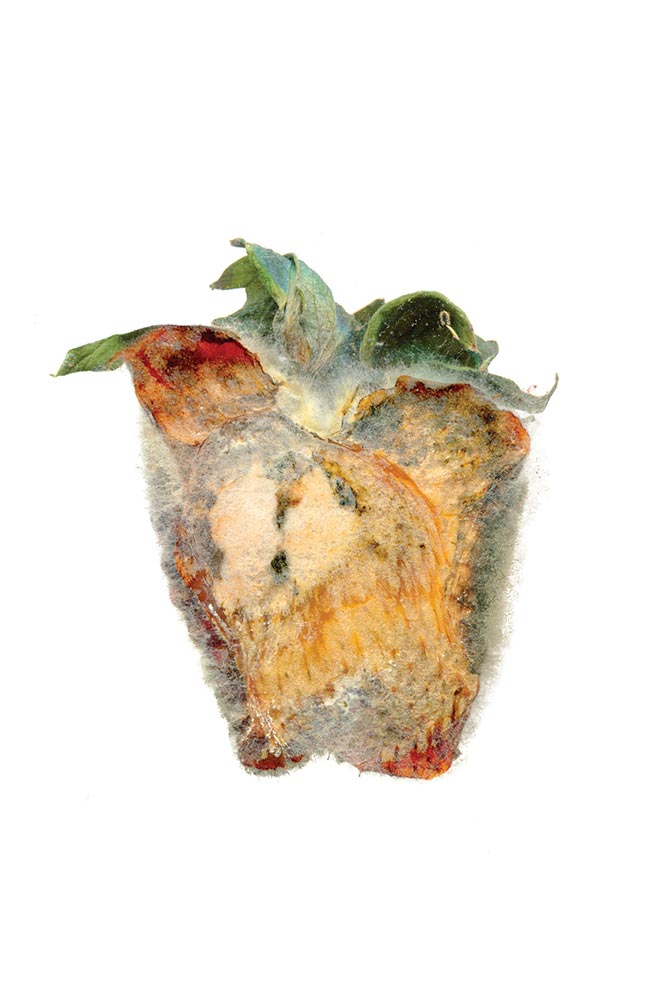 Rotten | Art Prints image 2