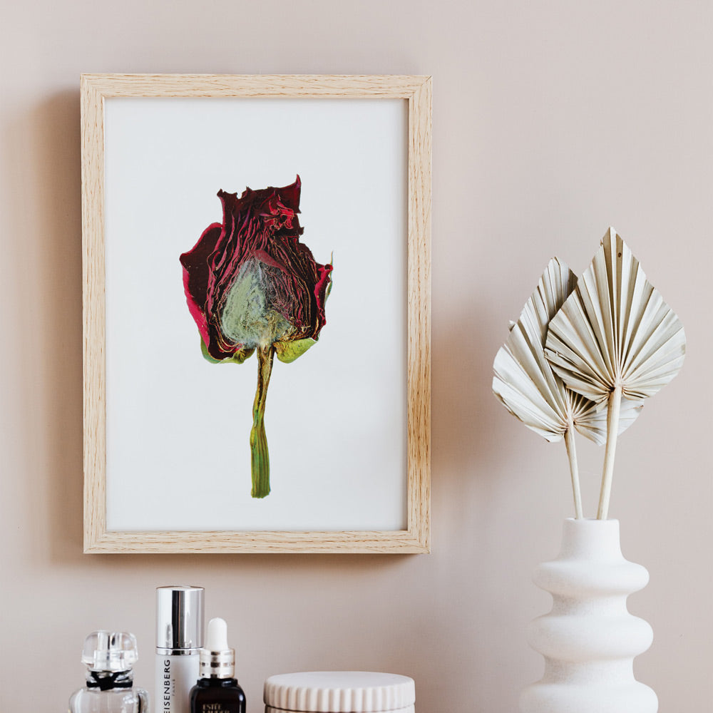 Withered - Rose image 1