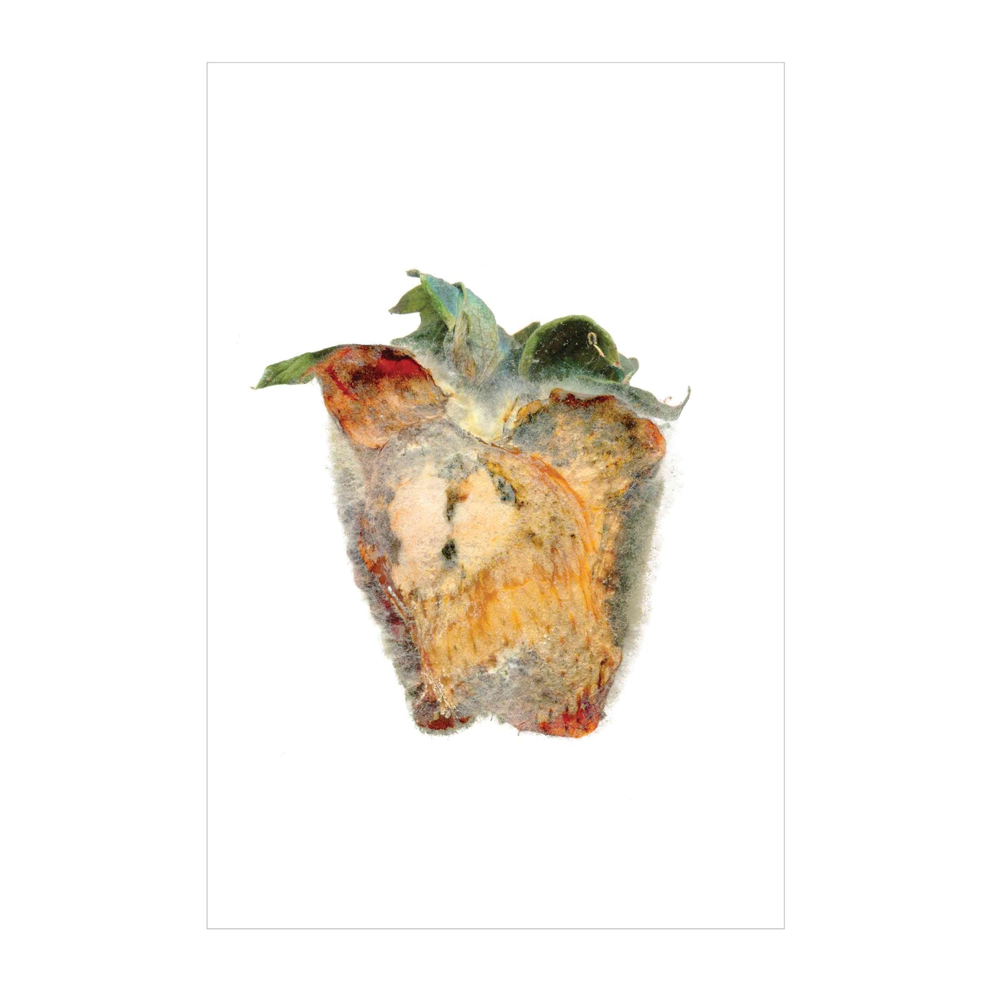 Rotten 4 image 0