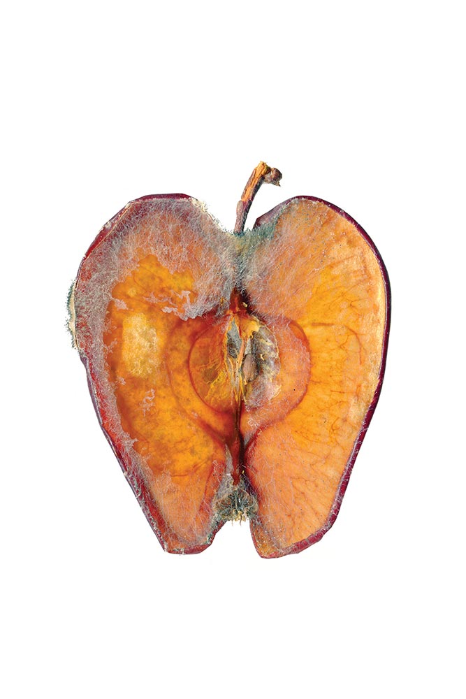 Rotten | Art Prints image 0