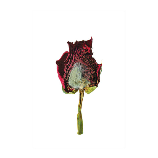Withered - Rose image 0